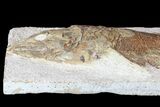 Detailed & D Fossil Fish - Goulmima, Morocco #72869-1